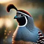 California Quail