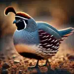 Gambel's Quail