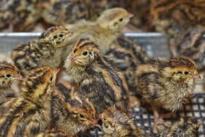 raising quail