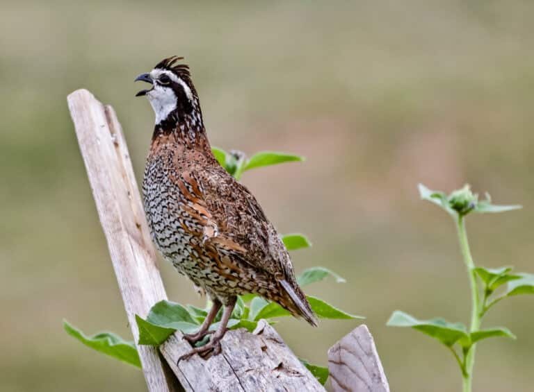 quail season california