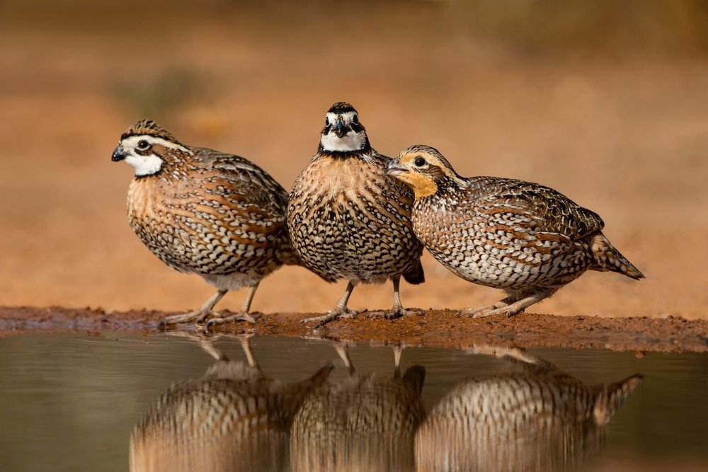 quail hunting style