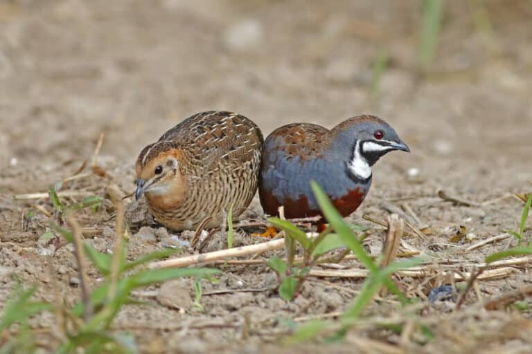 Button Quail: Fascinating Facts of The Avian Charmers