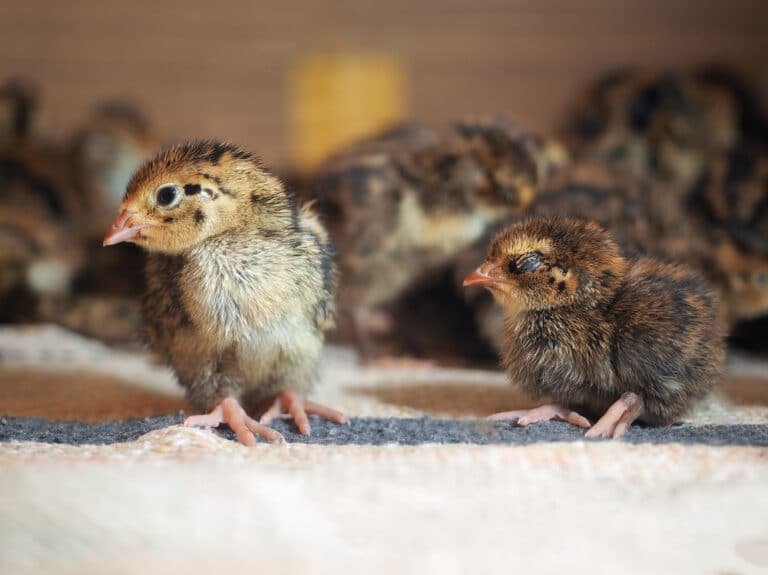 Everything You Need to Know About Quail Chicks