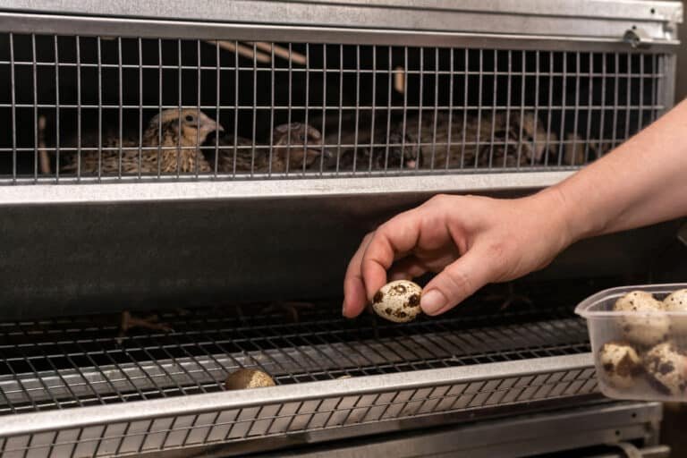 Quail Coop: What You Need to Know Now