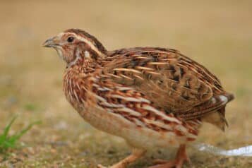 japanese quail species