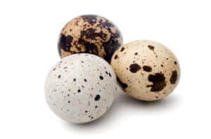 hatching quail eggs