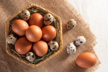 quail eggs vs chicken eggs