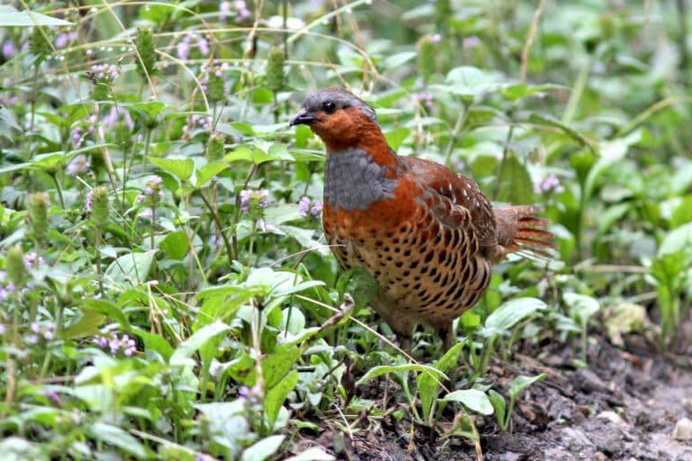 Uncovering the Secrets of the Sichuan Partridge: A Birdwatcher’s Guide
